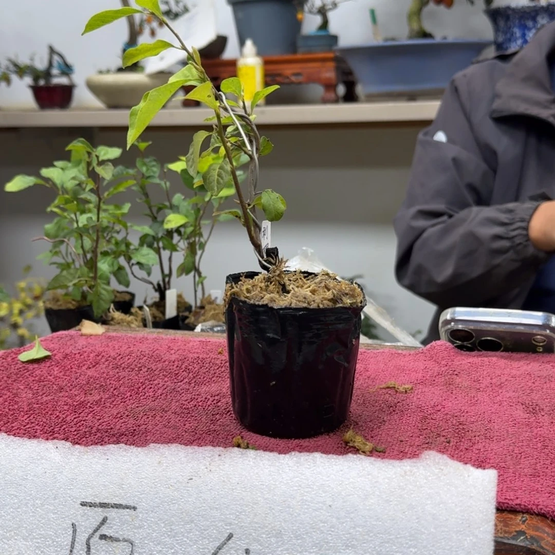 用***8无花朵831顺丰到付不包邮