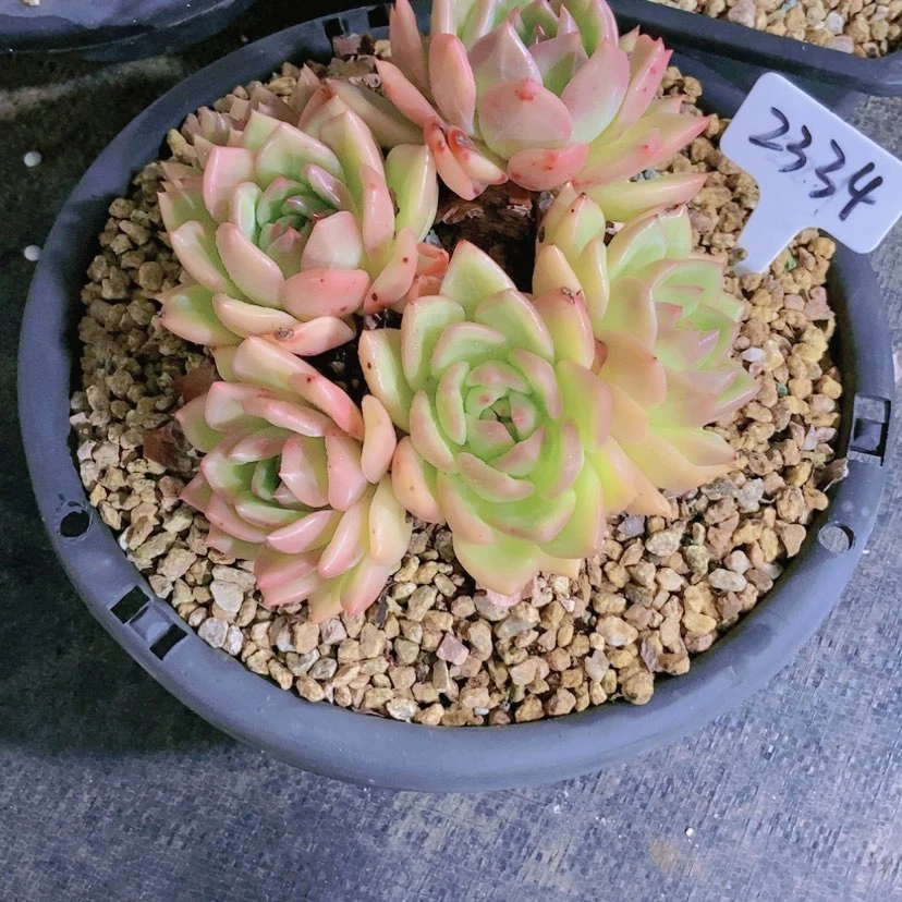 【闪购商品】桐*2334