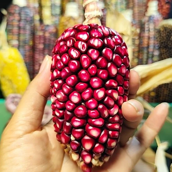 粉色秘鲁  默认微瑕