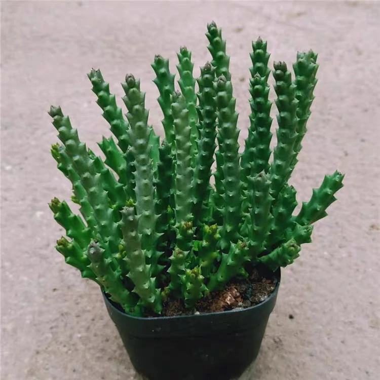 姬龙角群生多肉植物 裸根发货