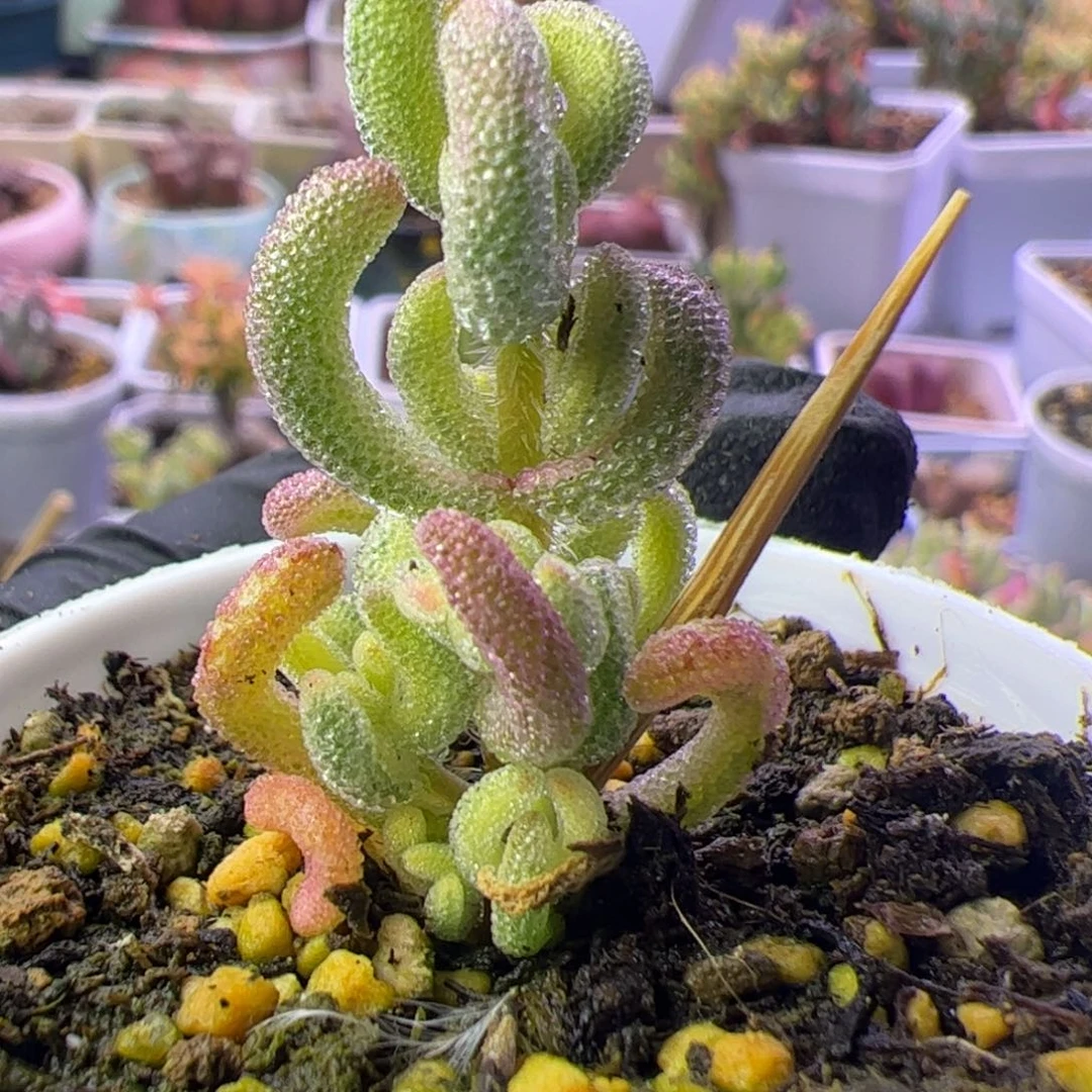 多肉植物枝干超白