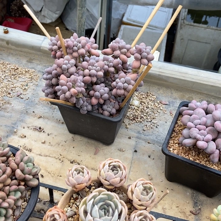 ゆ****i多肉植物一物一拍