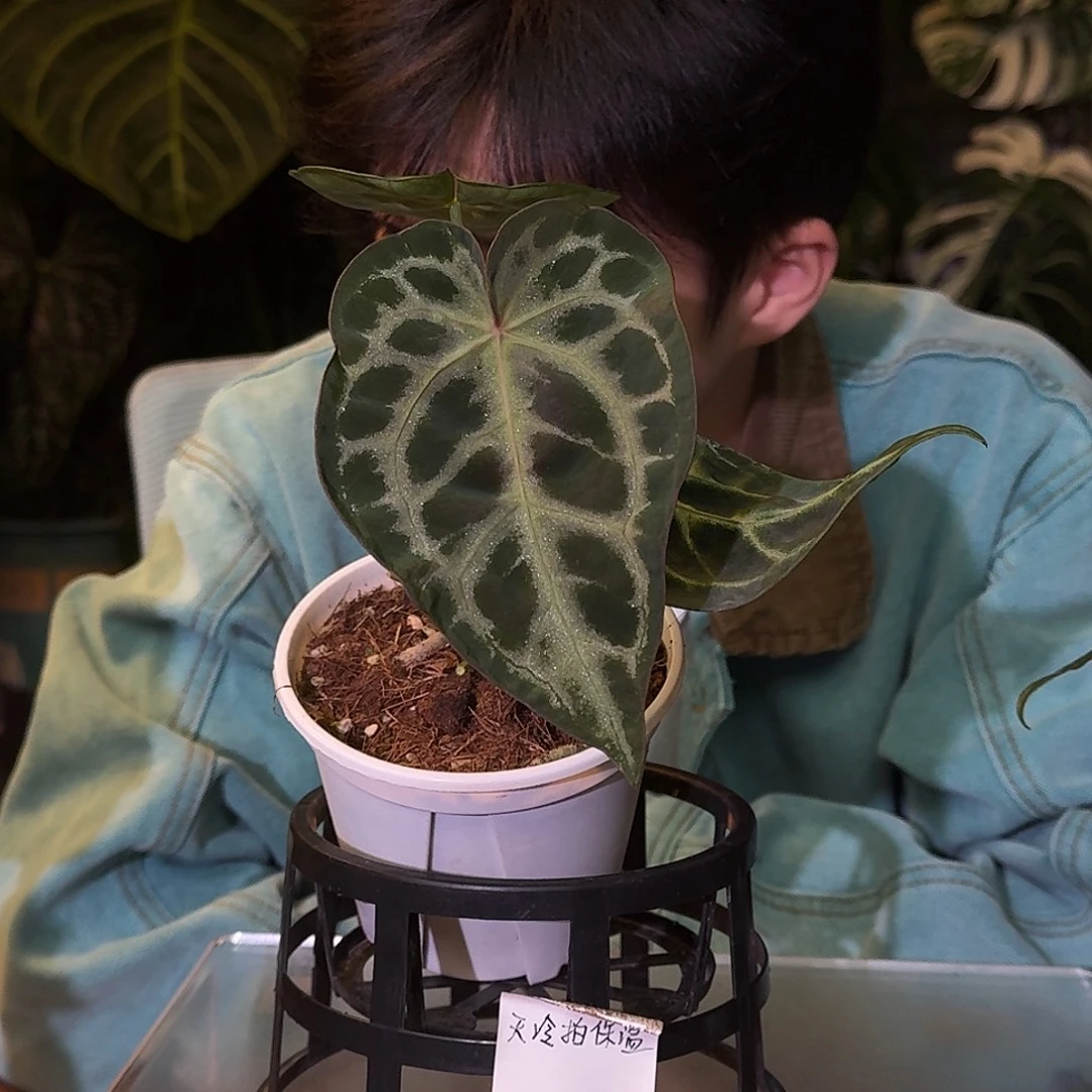 不开花植物M58粉柠檬杂skg灰