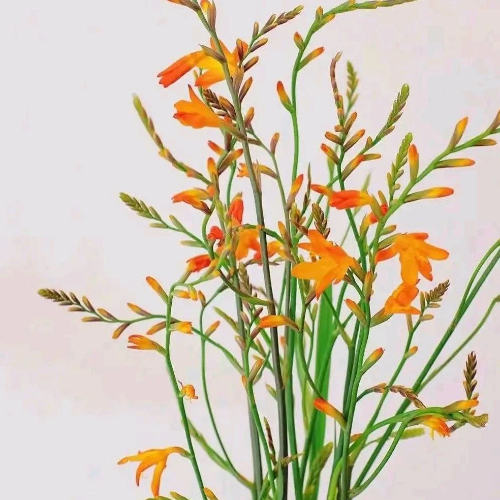 《火焰兰》10支/把鲜花新鲜修剪高端典雅可用于装饰