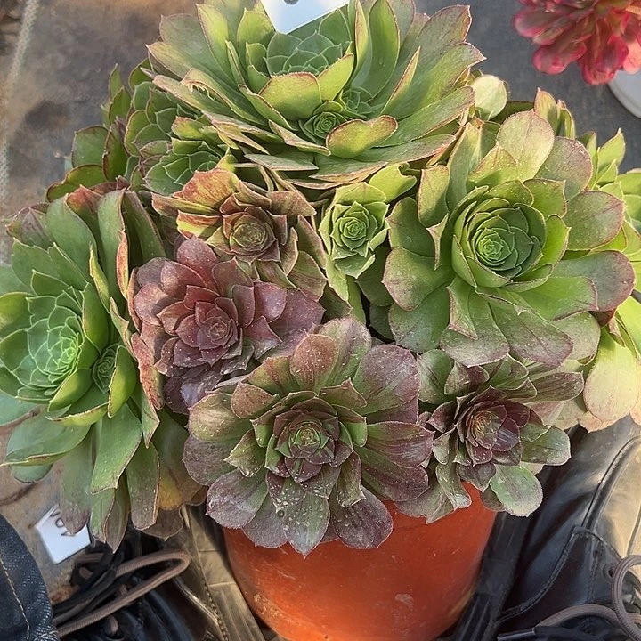 1.18-47花月夜多肉