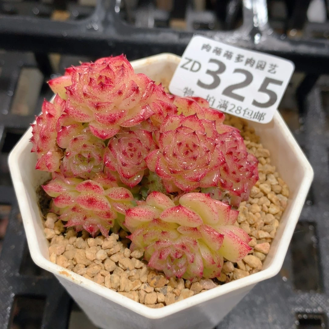 肉萌萌拇指盆精控多肉ZD325