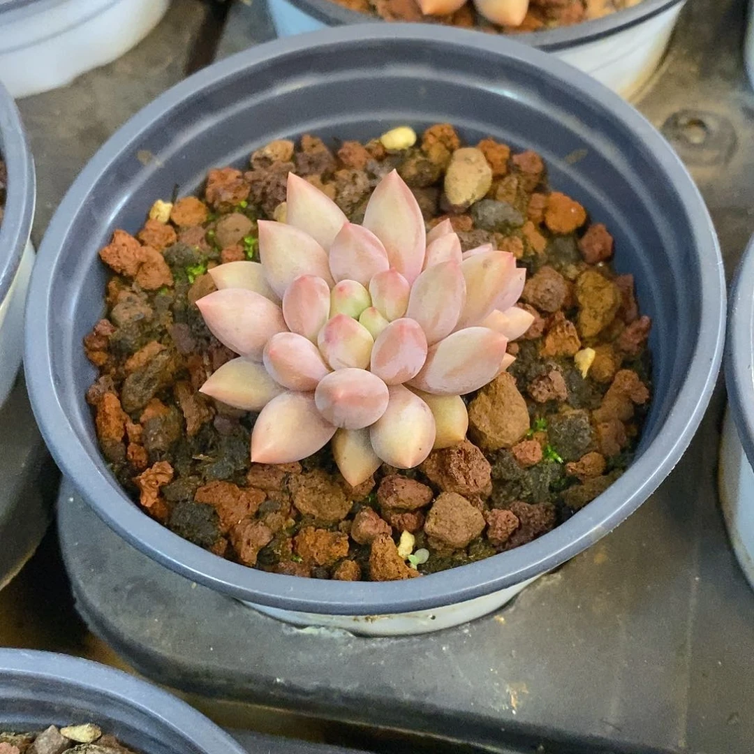 团。小mini红蜻蜓。福利多多