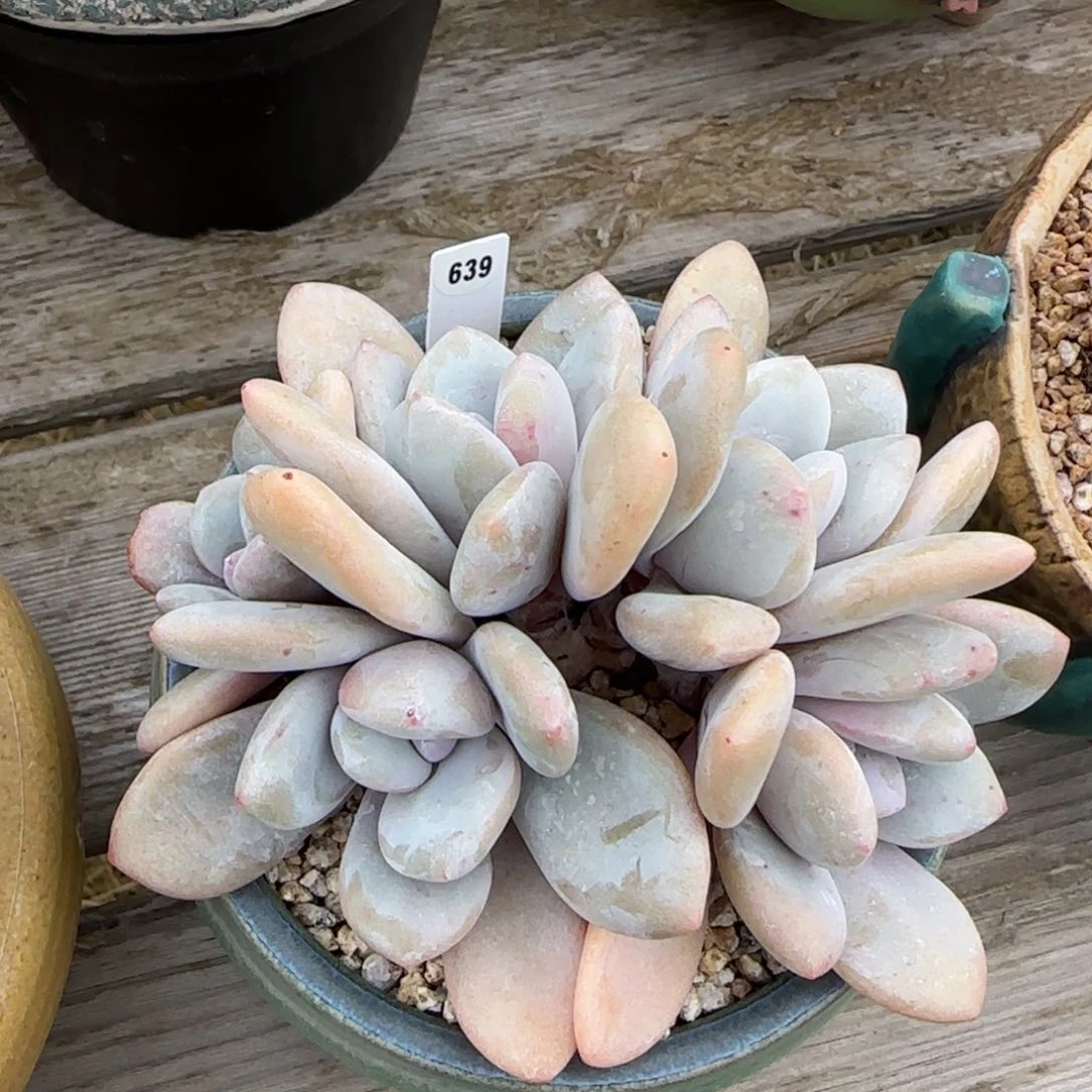 叶植庭多肉：粉兔63 9