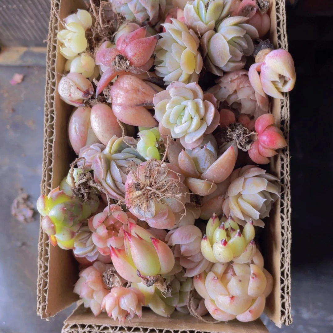 多肉植物多肉010