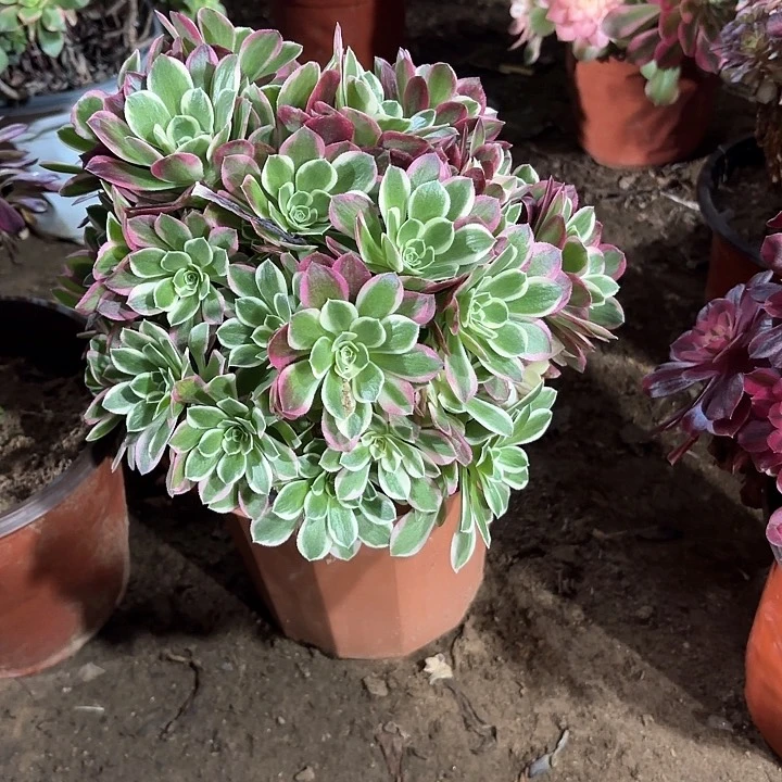 多肉植物法师白凤65