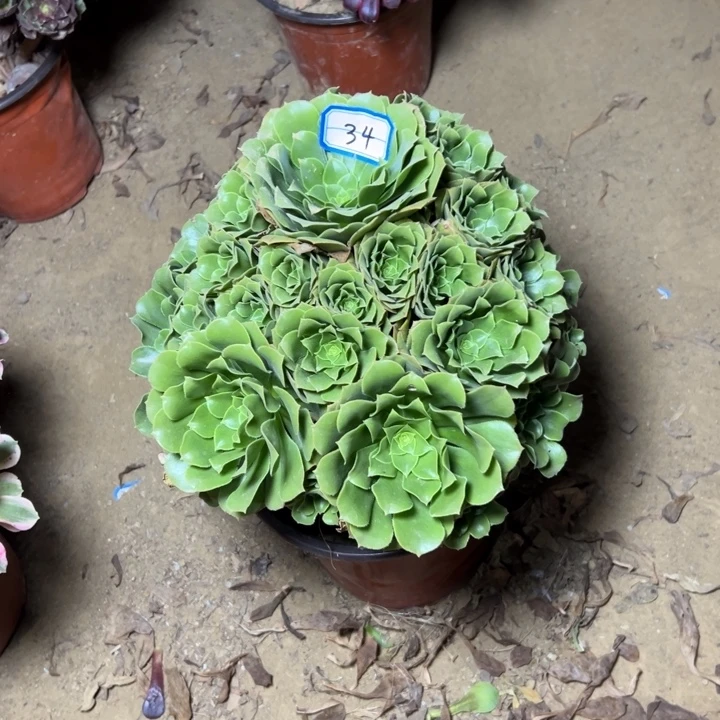 多肉植物绿植肉法师34