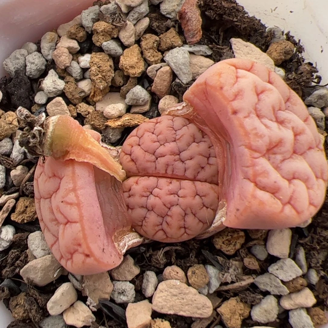 0276号拿铁189 多肉植物