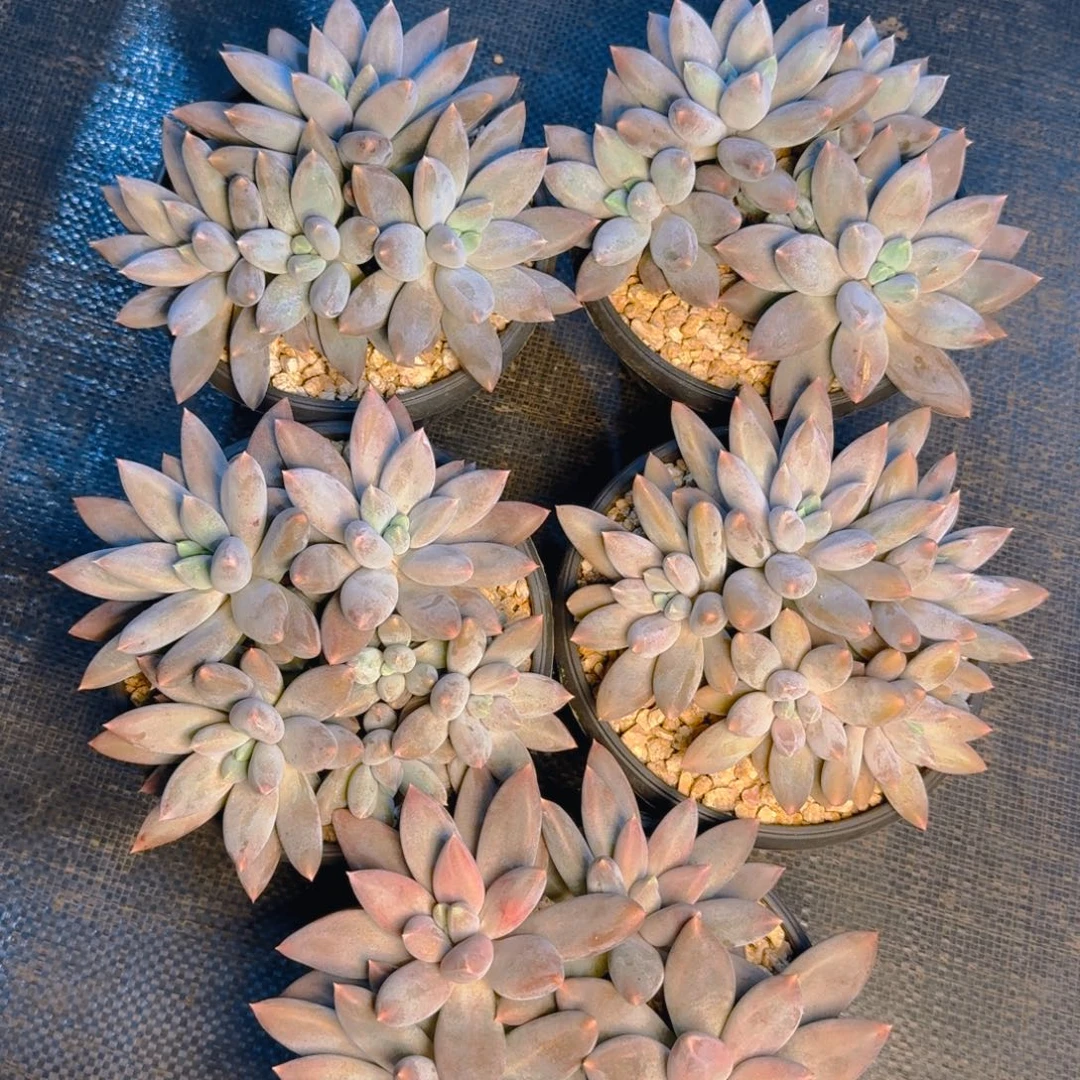 哥特群福利多肉1111111111