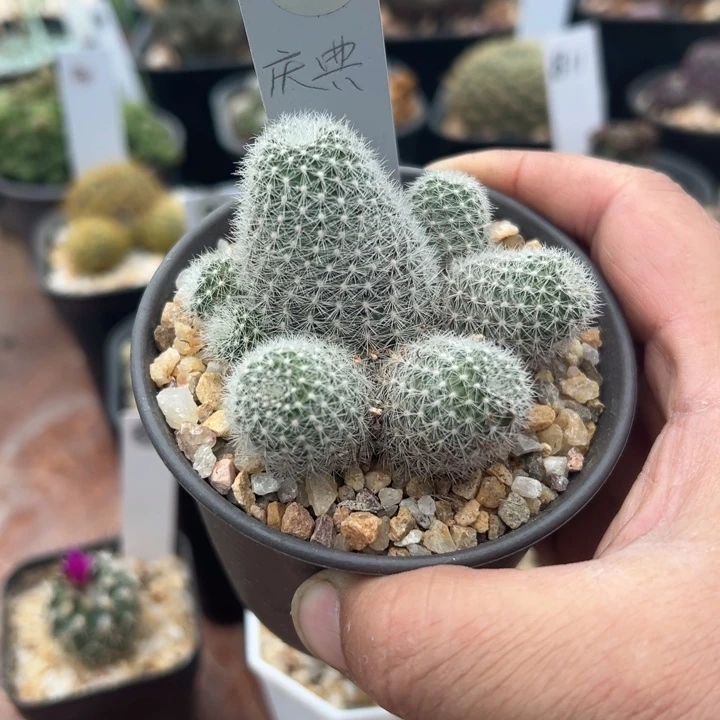 52号宝山庆典粉白色花