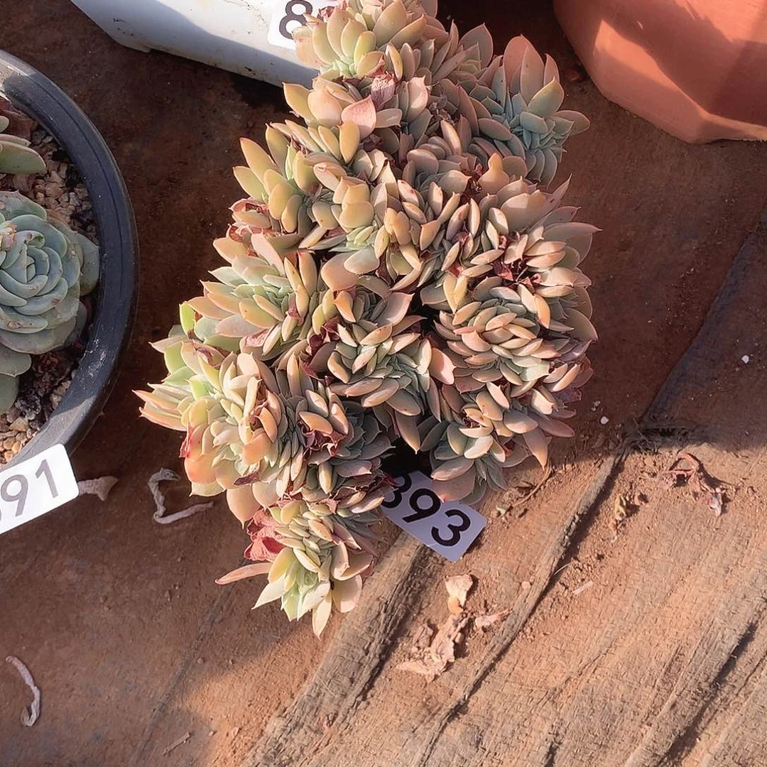 893丝绸一物一拍多肉