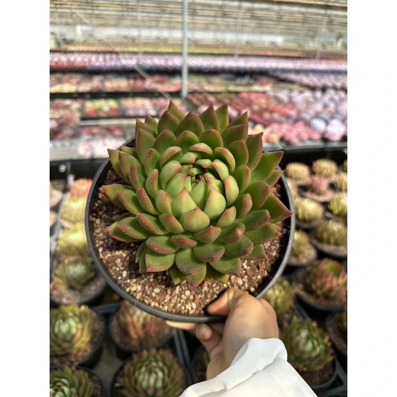 20#释迦摩尼多肉植物 前男友精品多肉