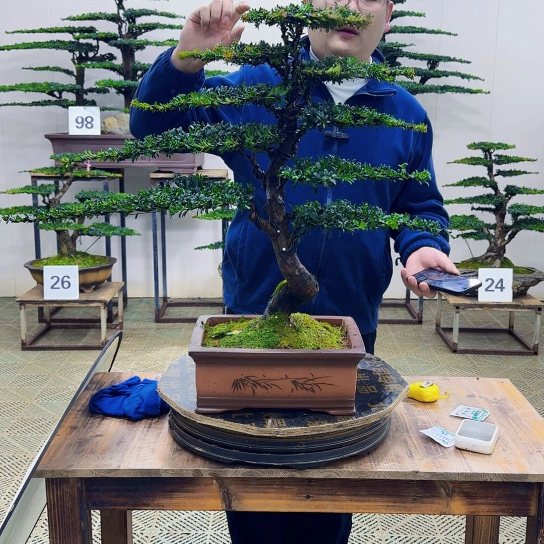 无花朵珍珠红芽罗汉松造型盆景