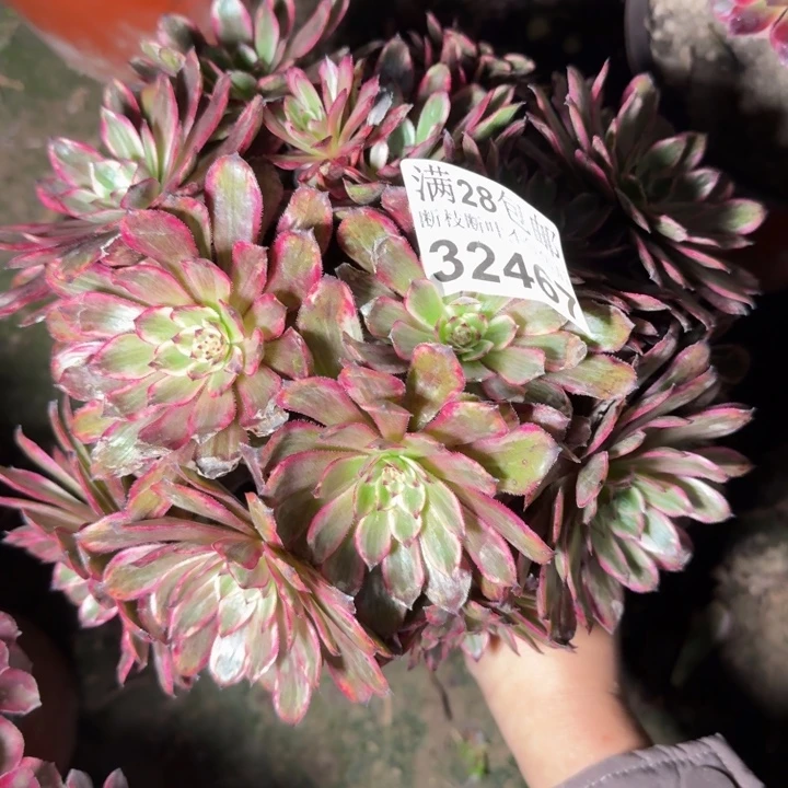 32467紫霞多肉植物