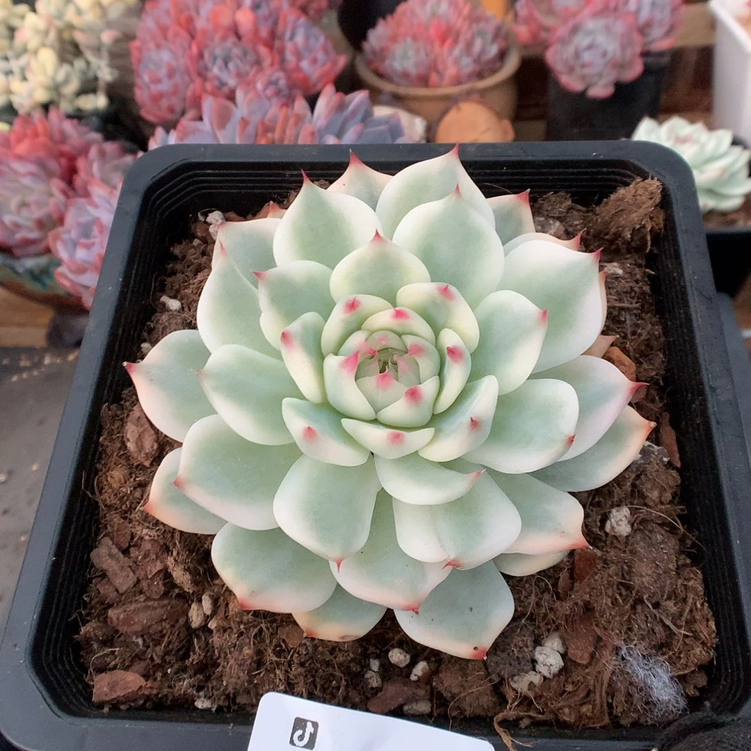 724吉娃娃锦宽锦多肉植物6666