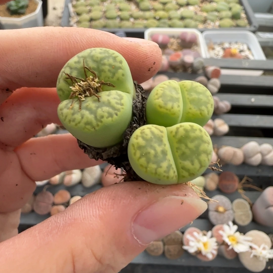 水****11.12号爱萌多肉清货福利8309