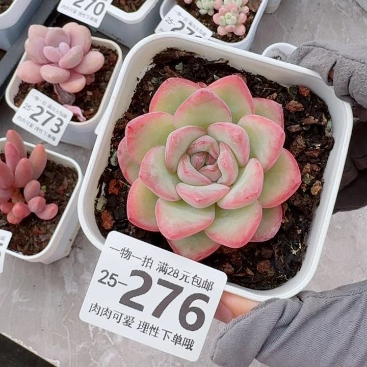 泡芙无盆土发货多