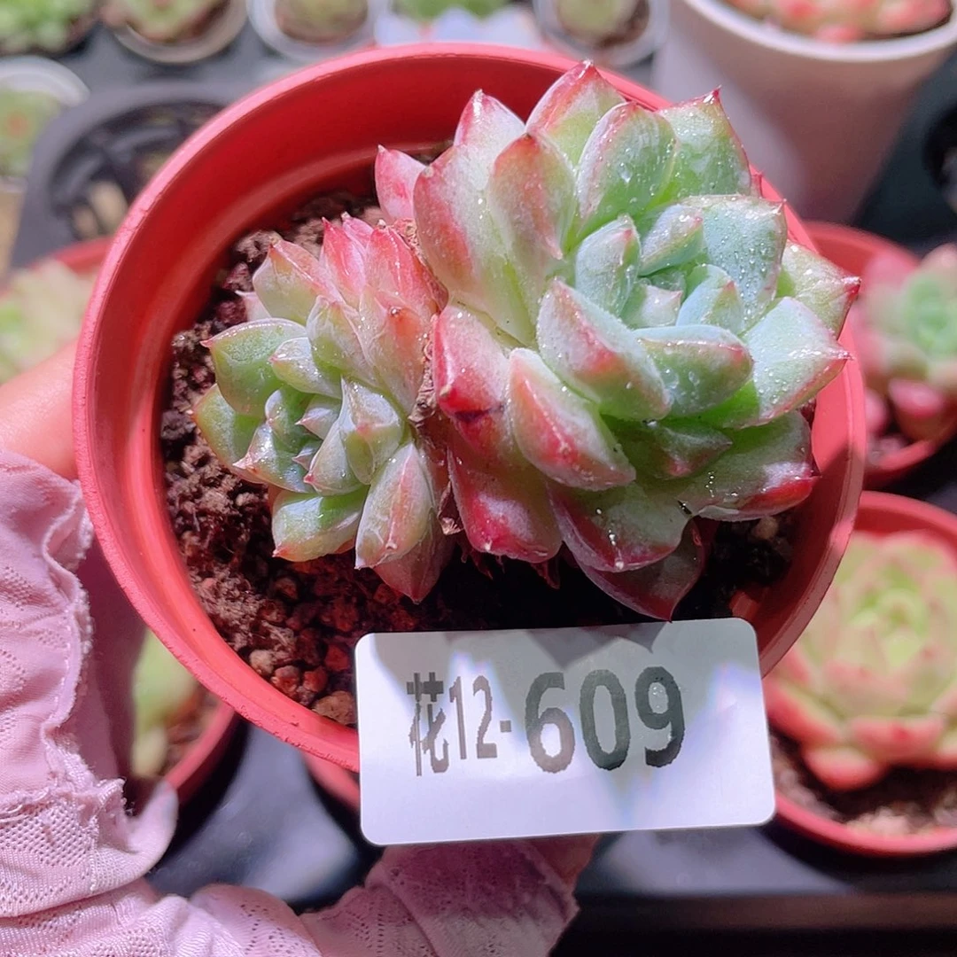 花利美12-609粉钻