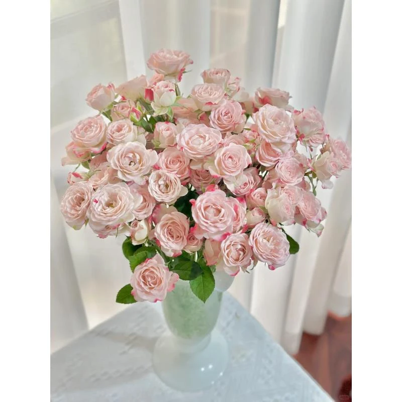 折射多头玫瑰 任意两单升级顺丰冷链 云南基地直发收到需深水醒花