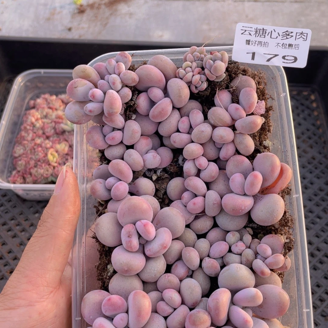 云糖心多肉植物179