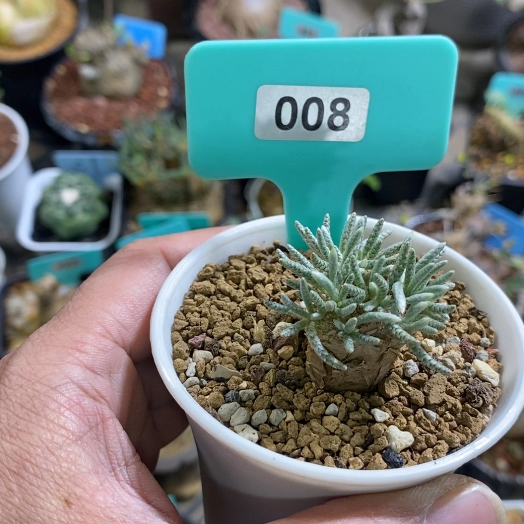 任锦多肉植物一个多肉