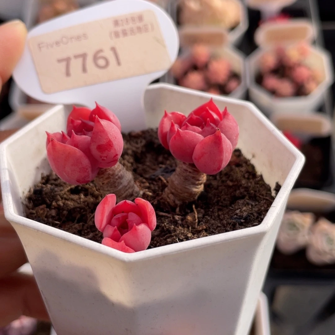 高贵7761-4.0厘米