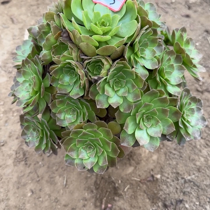 18-3赤焰莲地理不包售后