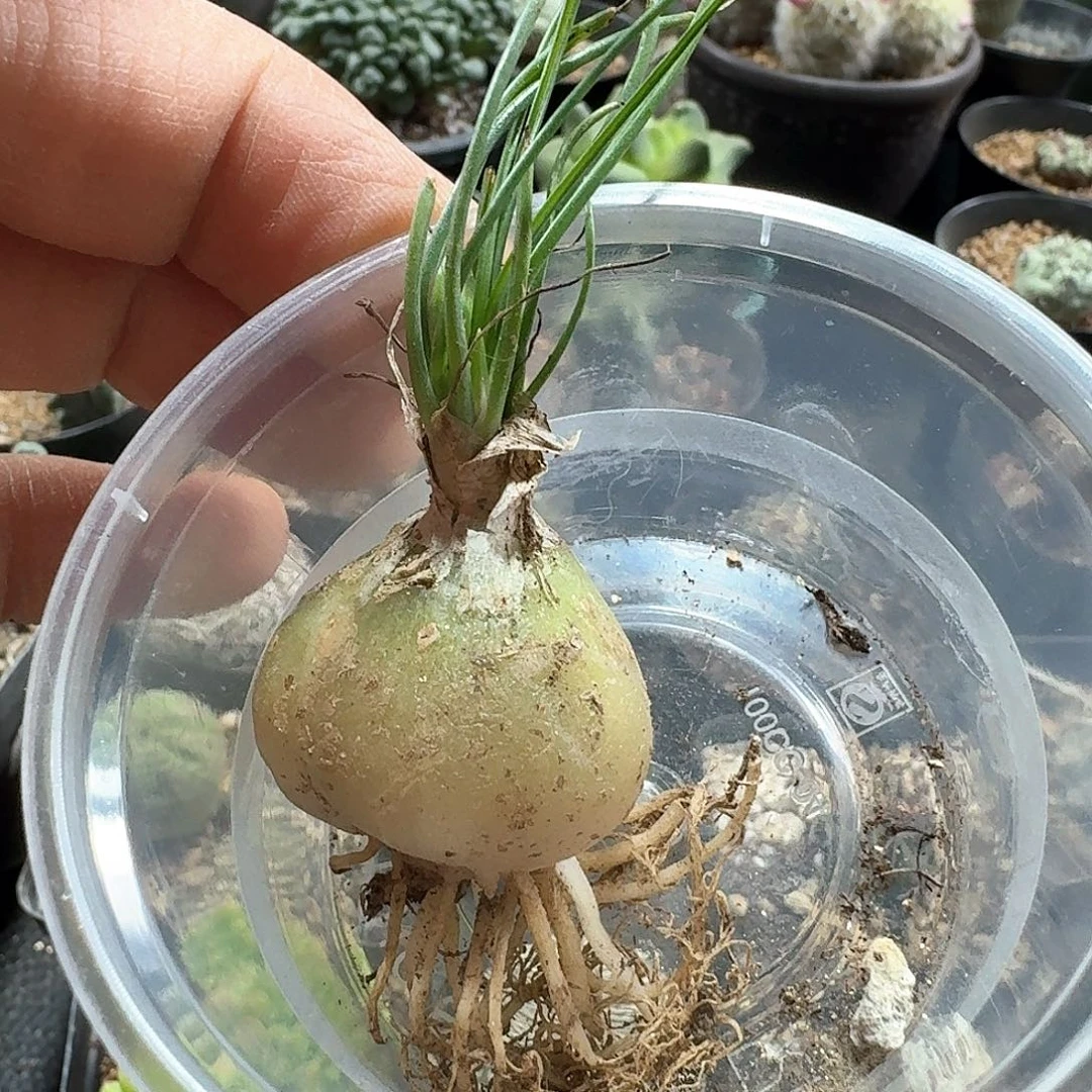 小***?405小苍角殿脱土发货