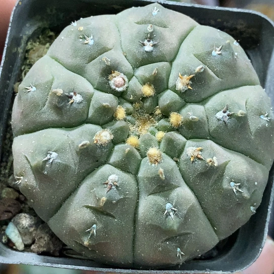 孤品实生特选株短豪刺怪龙丸5cm（大）