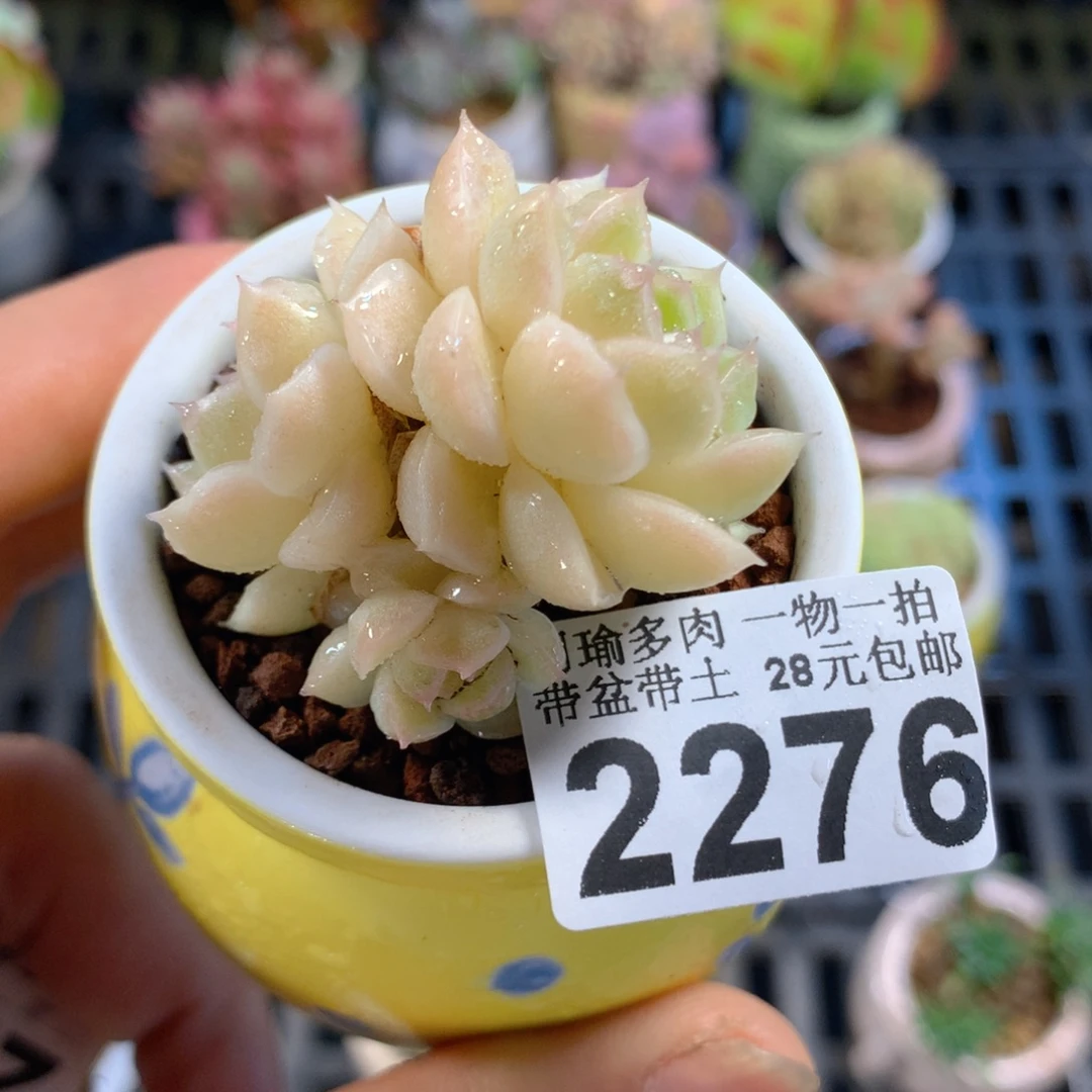 精控多肉植物2276