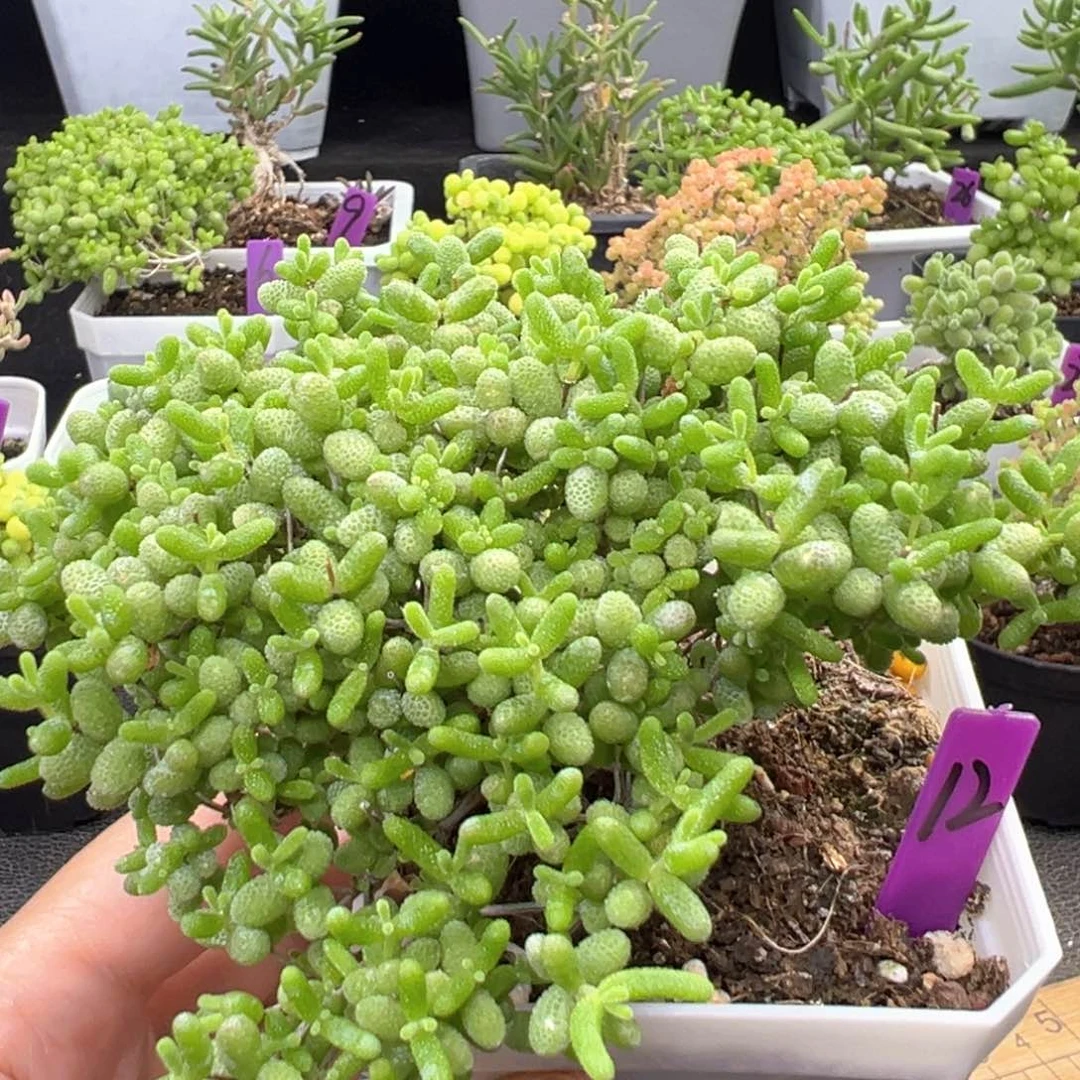 12号蜜橘悬崖桩一物一拍