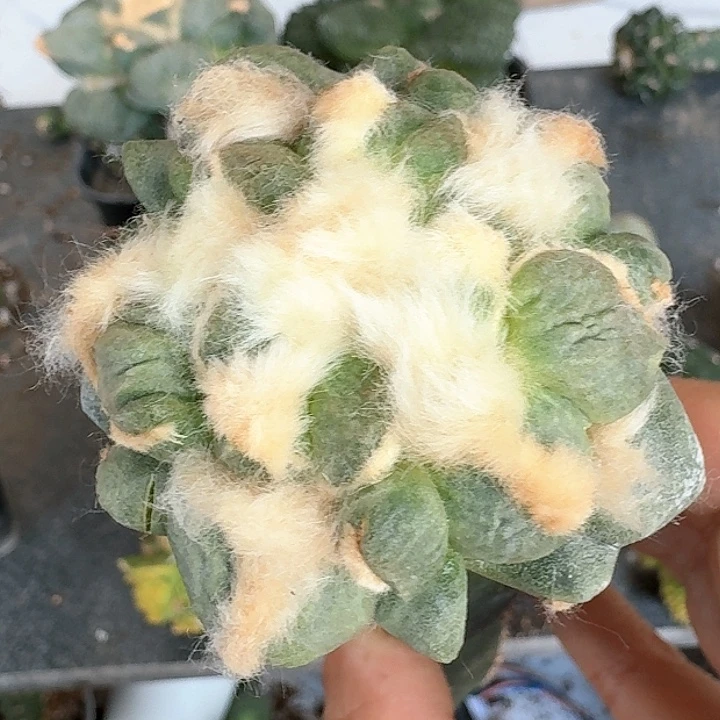 【闪购商品】无花朵变尤蛋尤