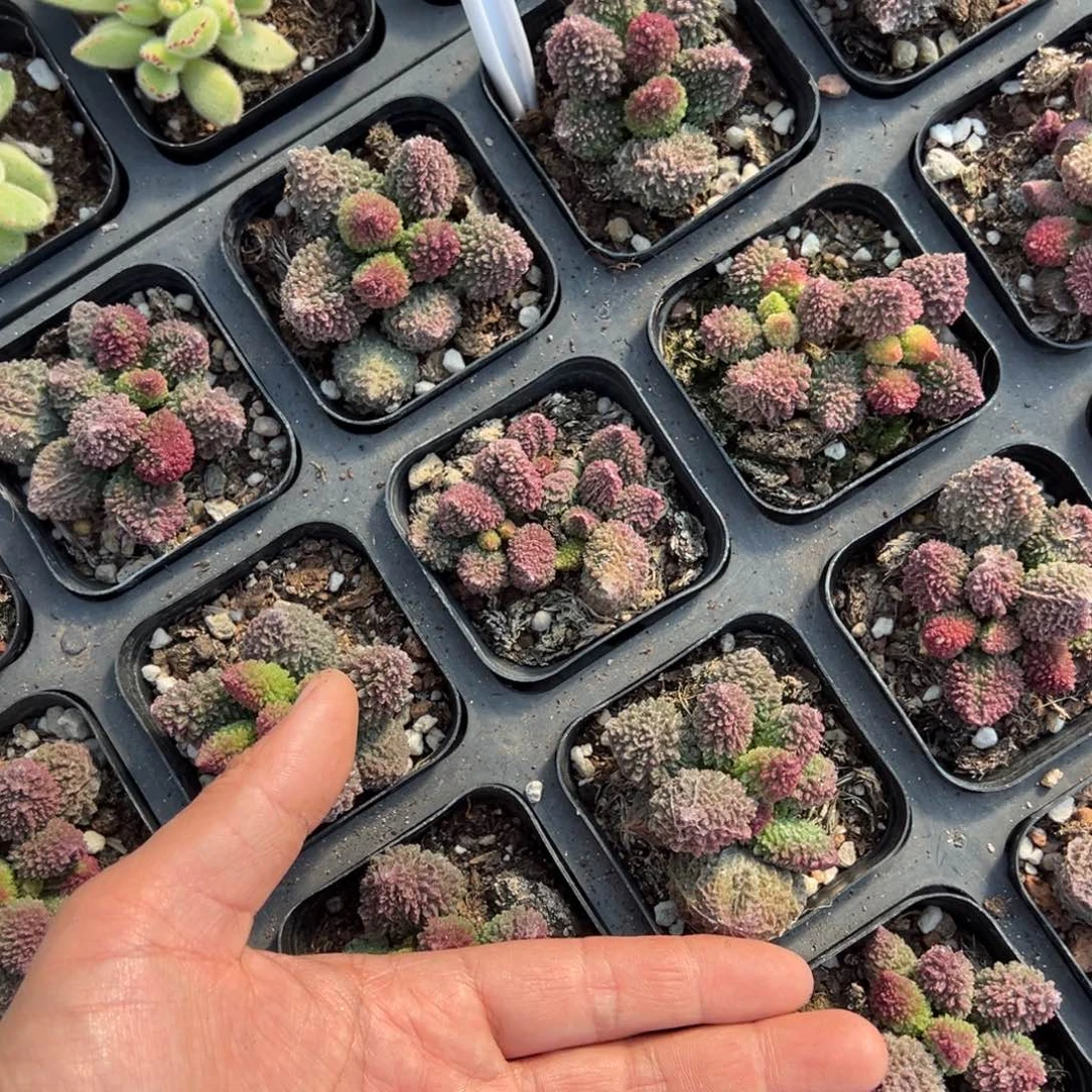 朱紫玉水泡一颗量拍多肉满9.9包邮下午发