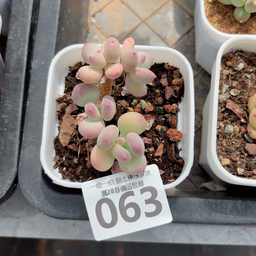 苹果奶老桩无盆土发货