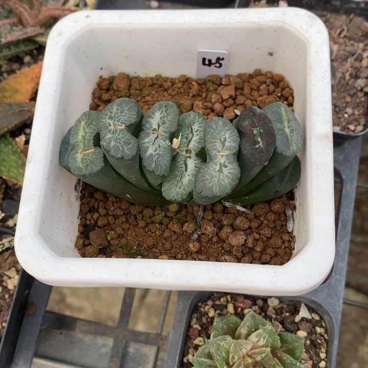 云***泥实生玉扇，带盆一起