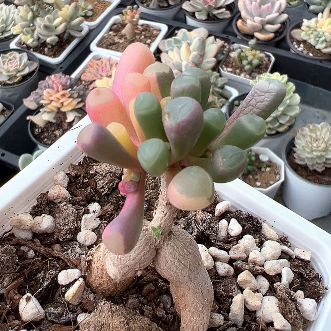 五十铃玉锦 小方花圃一物一拍