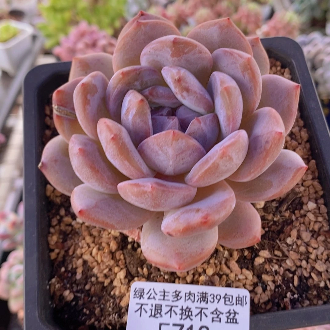 橙子8cm718多肉植物