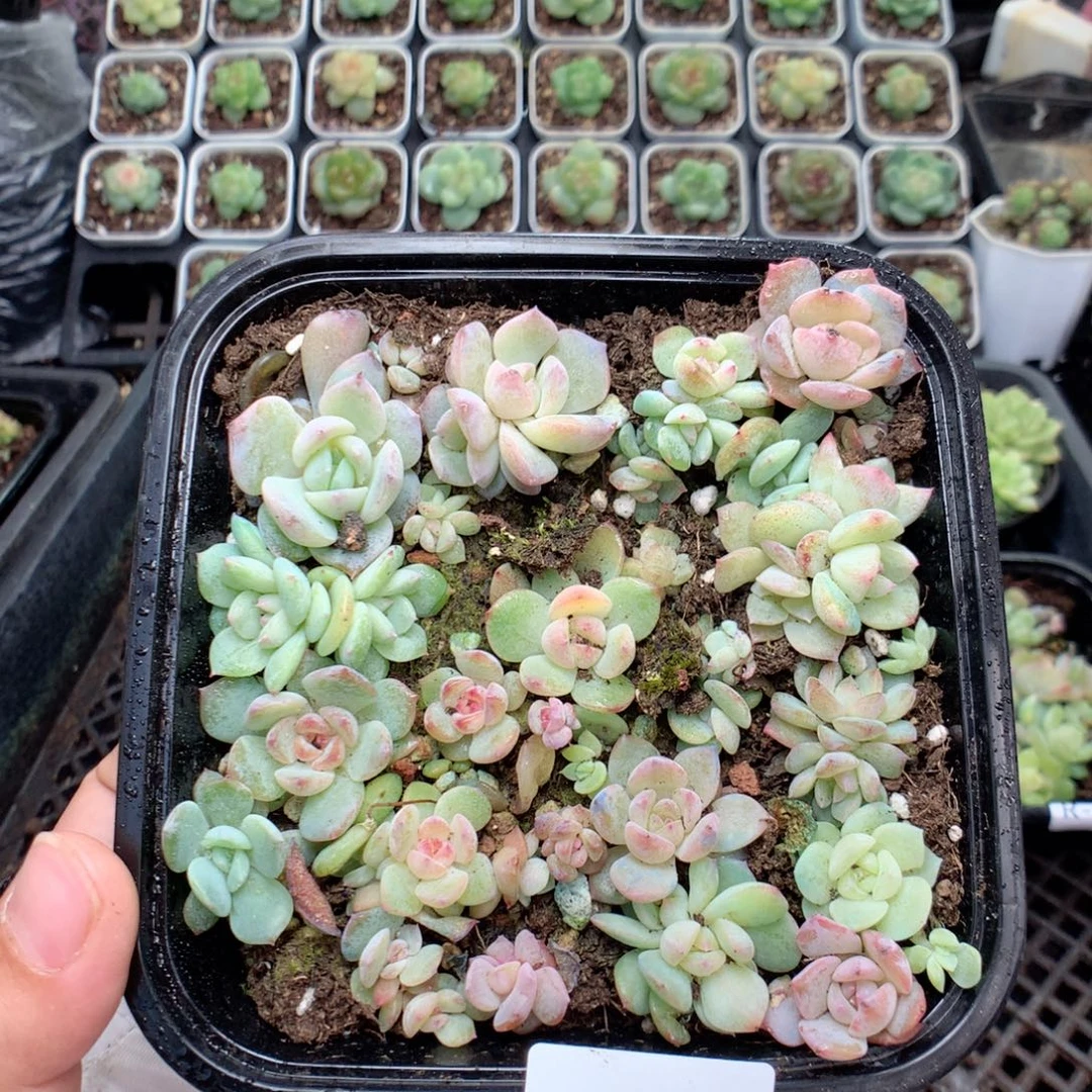 无花朵R25英语英语