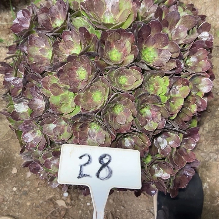 多肉植物墨染法师28