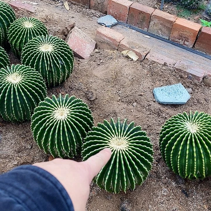 萝*皮000000000000000000