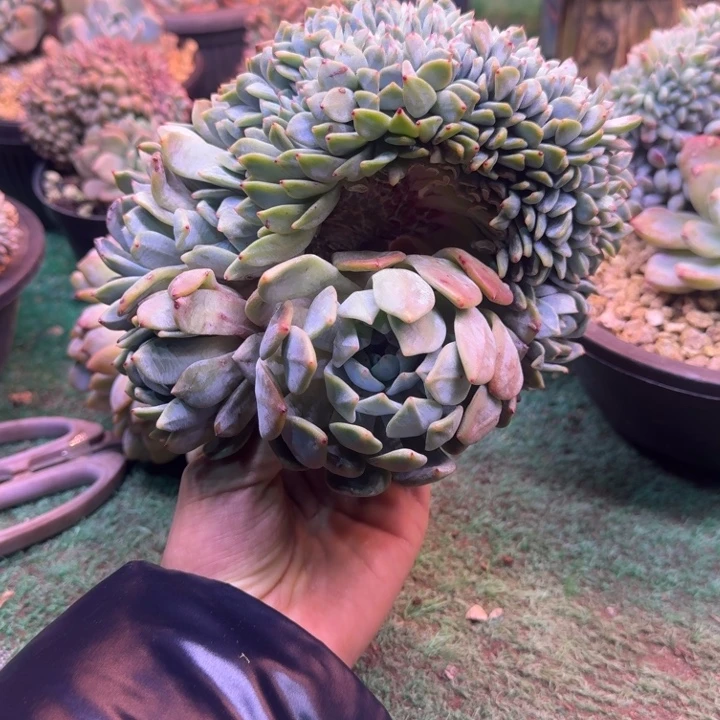 星影树缀无砍鸡腿