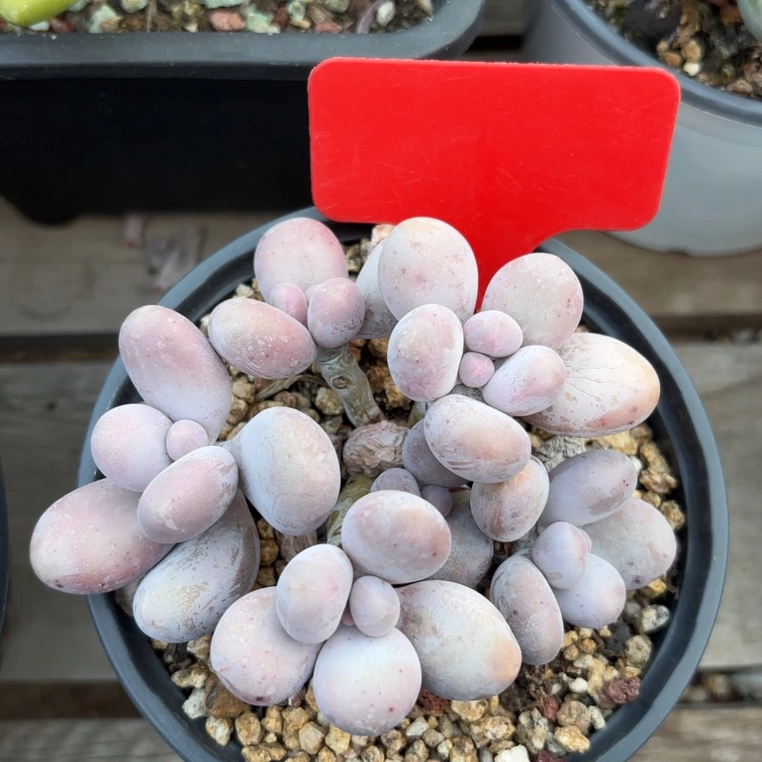 无花朵原始奶无砍自然群