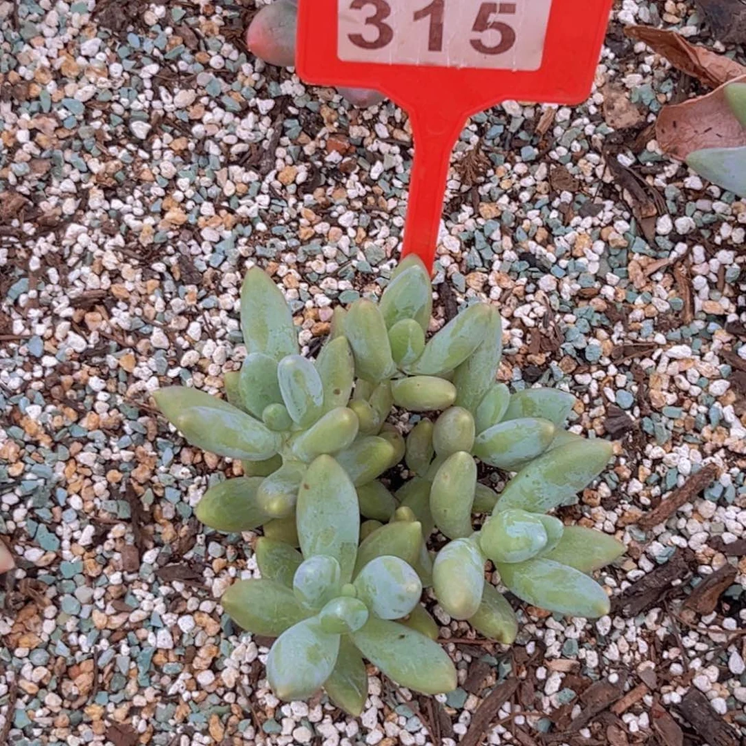 多肉植物白兰地315