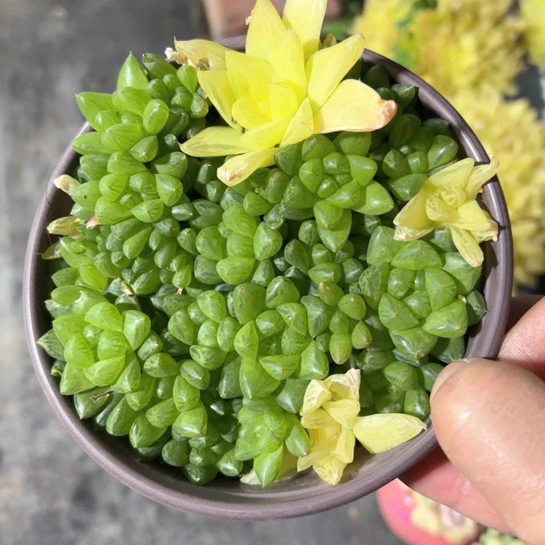 草玉露多肉11㎝盆