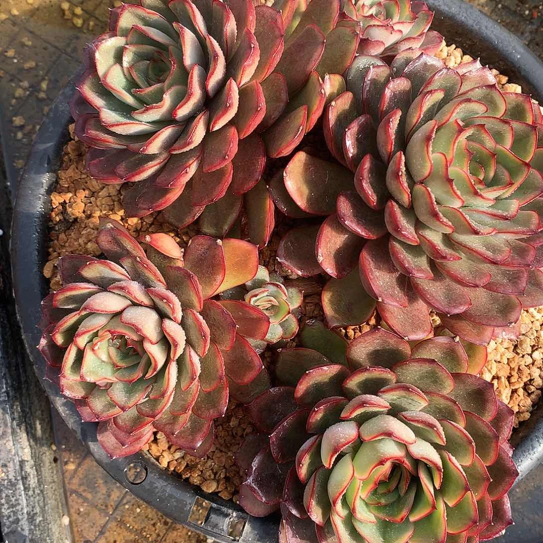 冰红茶多肉一物一拍