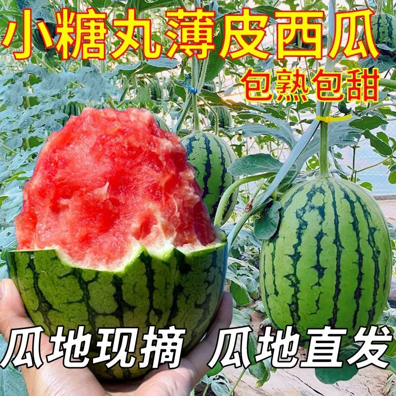 【顺丰包邮】新鲜2K糖丸小西瓜新鲜水果网红小吊瓜薄皮红壤脆甜吊瓜